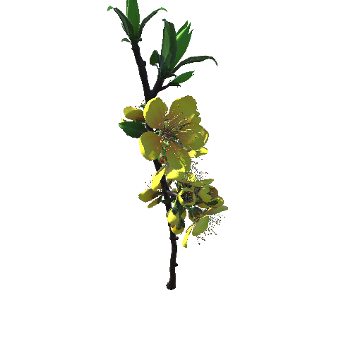 Flower_Prunus mume_yellow